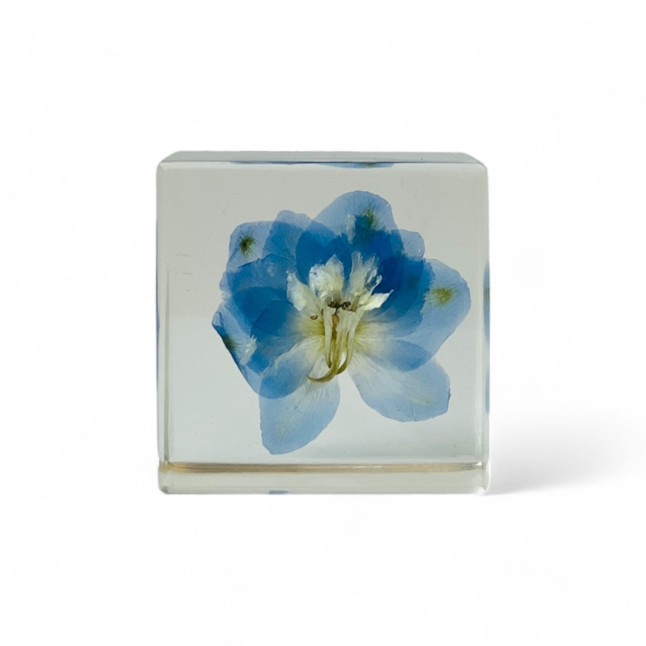 Preserved blue delphinium encased in a clear resin cube, showcasing vibrant colors and intricate details. A timeless decor piece, perfect for gifting or adding serene beauty to any space.