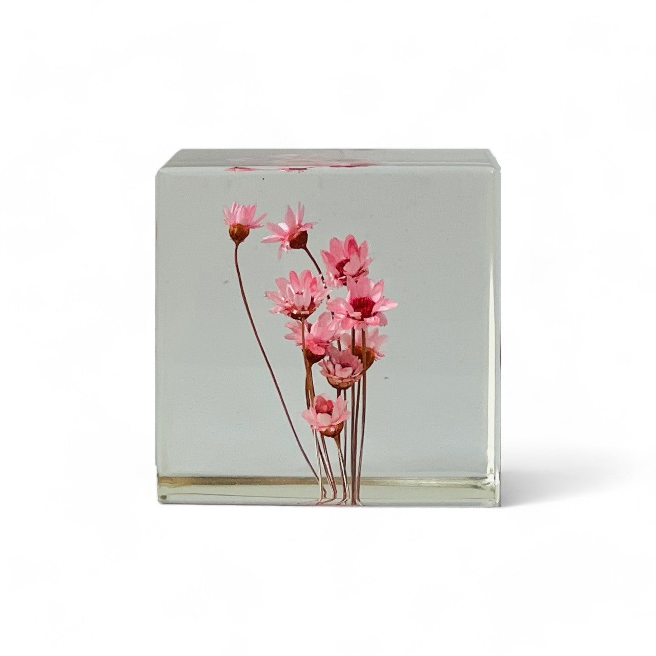 Preserved pink daisy in a Sola Cube, highlighting vibrant colors and fine details in a clear resin cube. Perfect for gifting or decorating, adding timeless natural beauty to any space.