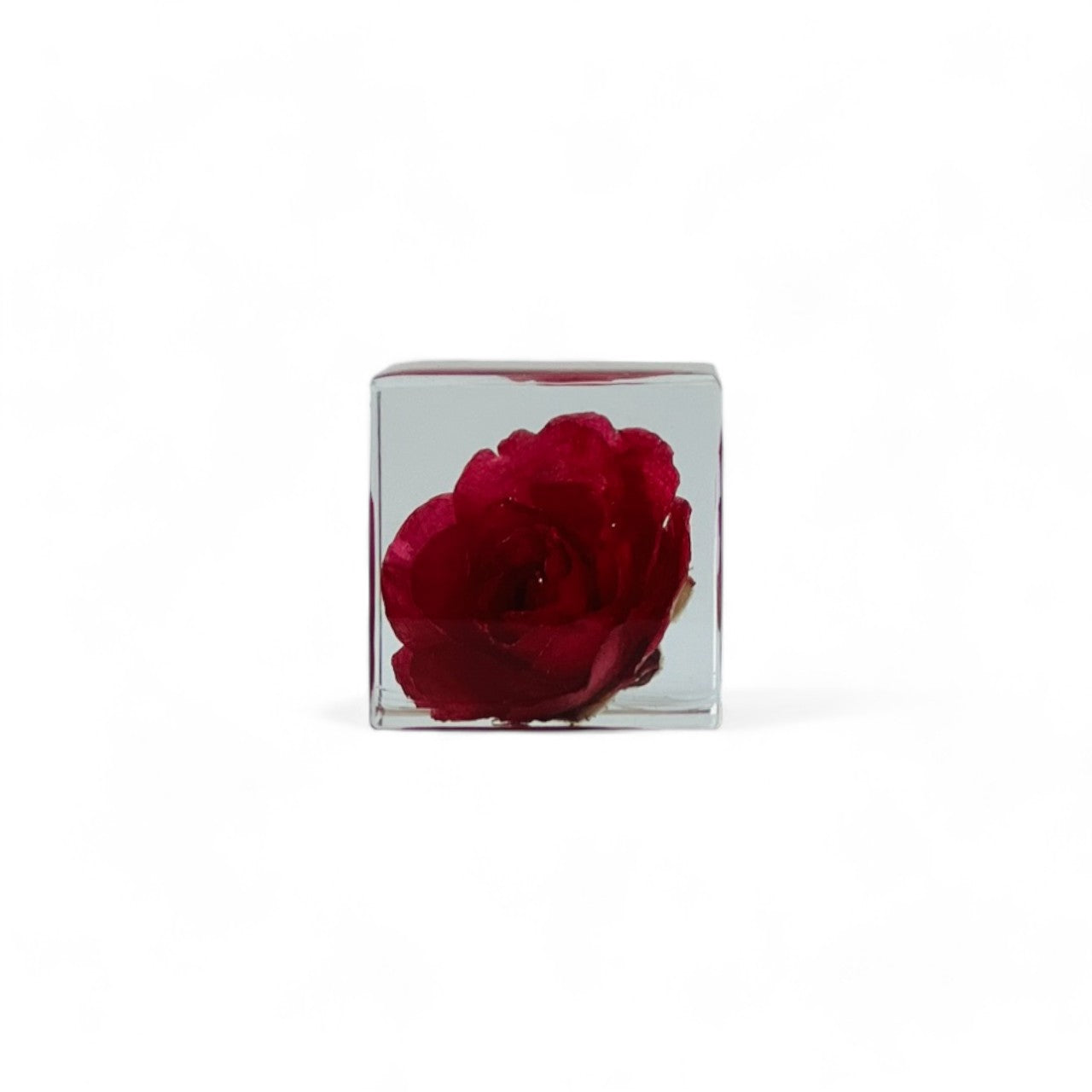 Preserved red rose in a Sola Cube, capturing vibrant hues and details, set in a clear resin cube for 360-degree viewing. Ideal for gifting as a timeless decor piece.