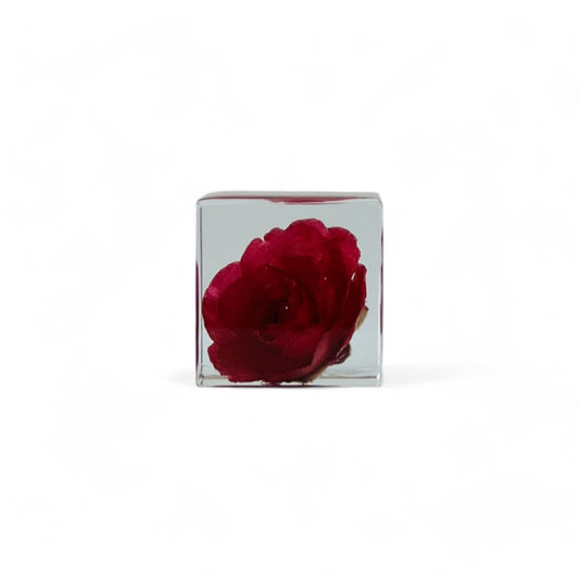 Sola Cube - Rose