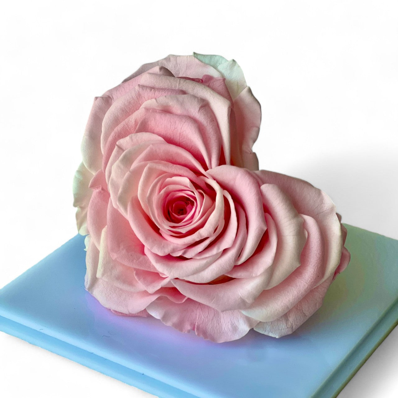 Solitary Splendor featuring a single heart-shaped preserved pink rose in an elegant acrylic box with a glass mirror bottom. A timeless eternity rose gift for expressing love, admiration, or gratitude.