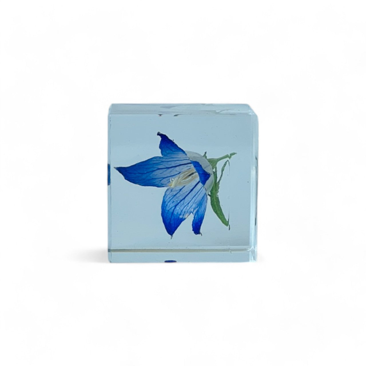 Preserved blue bellflower encased in a clear resin cube, showcasing its vibrant hues and delicate details. Ideal for adding an elegant and serene decorative touch to any home or office space.