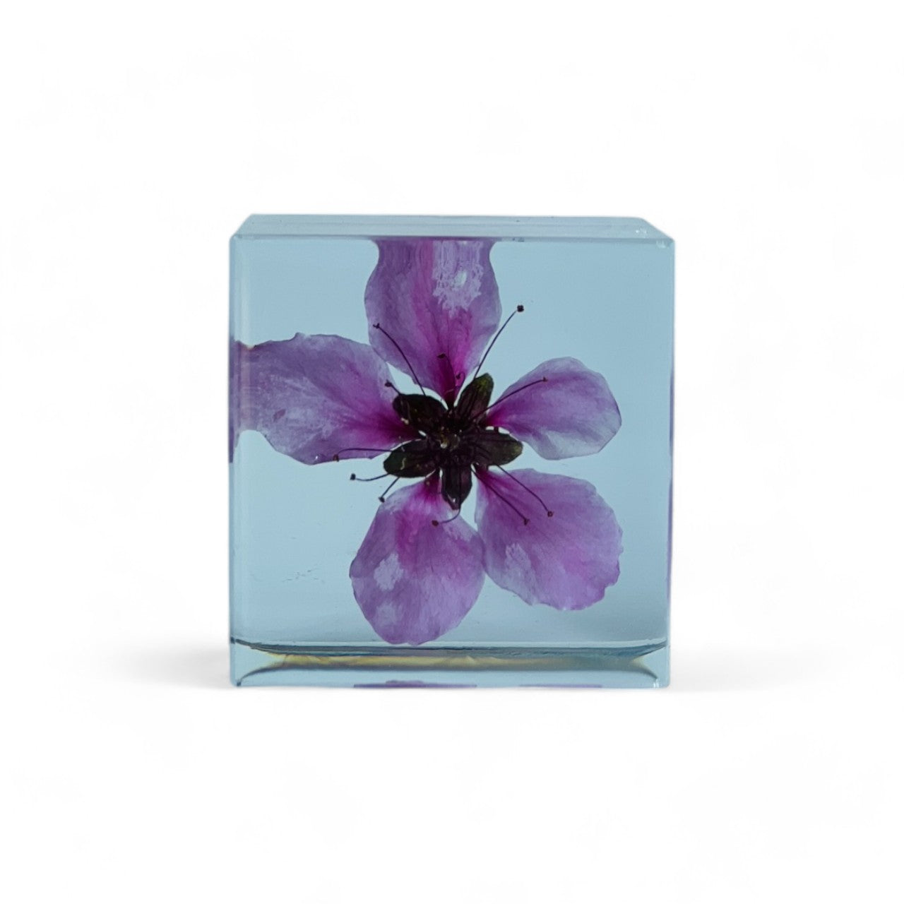 Peach blossom beautifully preserved in a inch resin cube, showcasing its vibrant hues from every angle. A perfect, maintenance-free decor piece or heartfelt gift for any occasion.