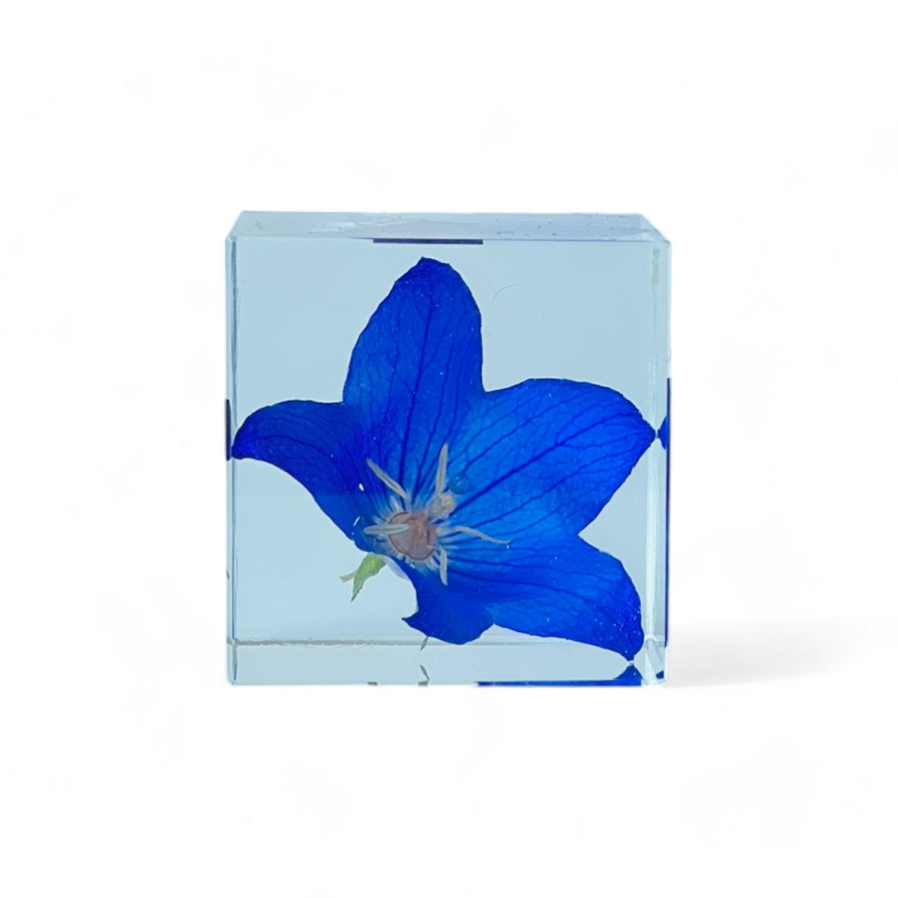 Blue bellflower elegantly preserved in a 2 inch resin cube, offering a 360-degree view of natural beauty. Perfect as a low-maintenance, timeless decor or heartfelt gift.