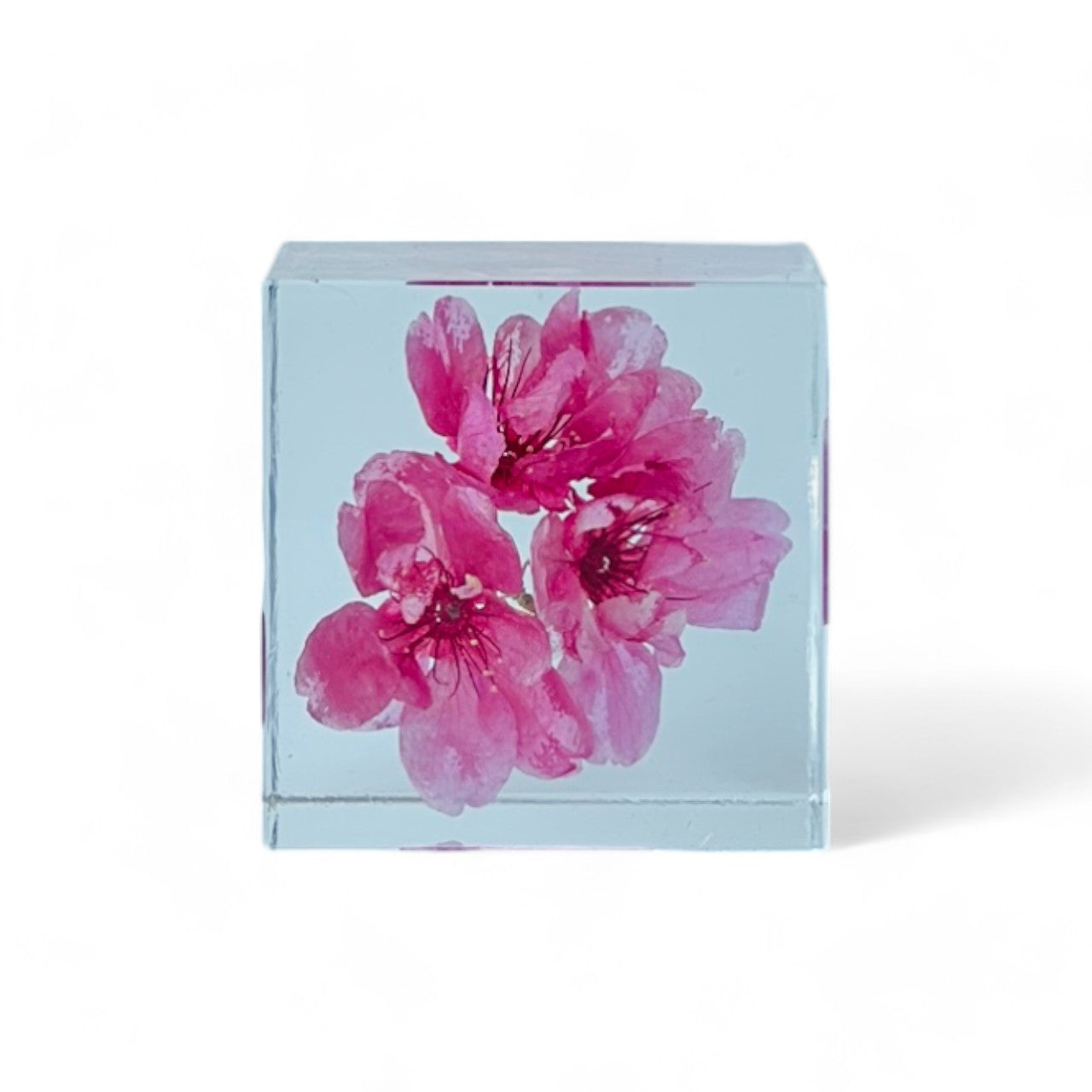 Preserved pink cherry blossom elegantly displayed in a inch clear resin cube, offering a stunning 360-degree view. Perfect as a timeless, low-maintenance decor or thoughtful gift.