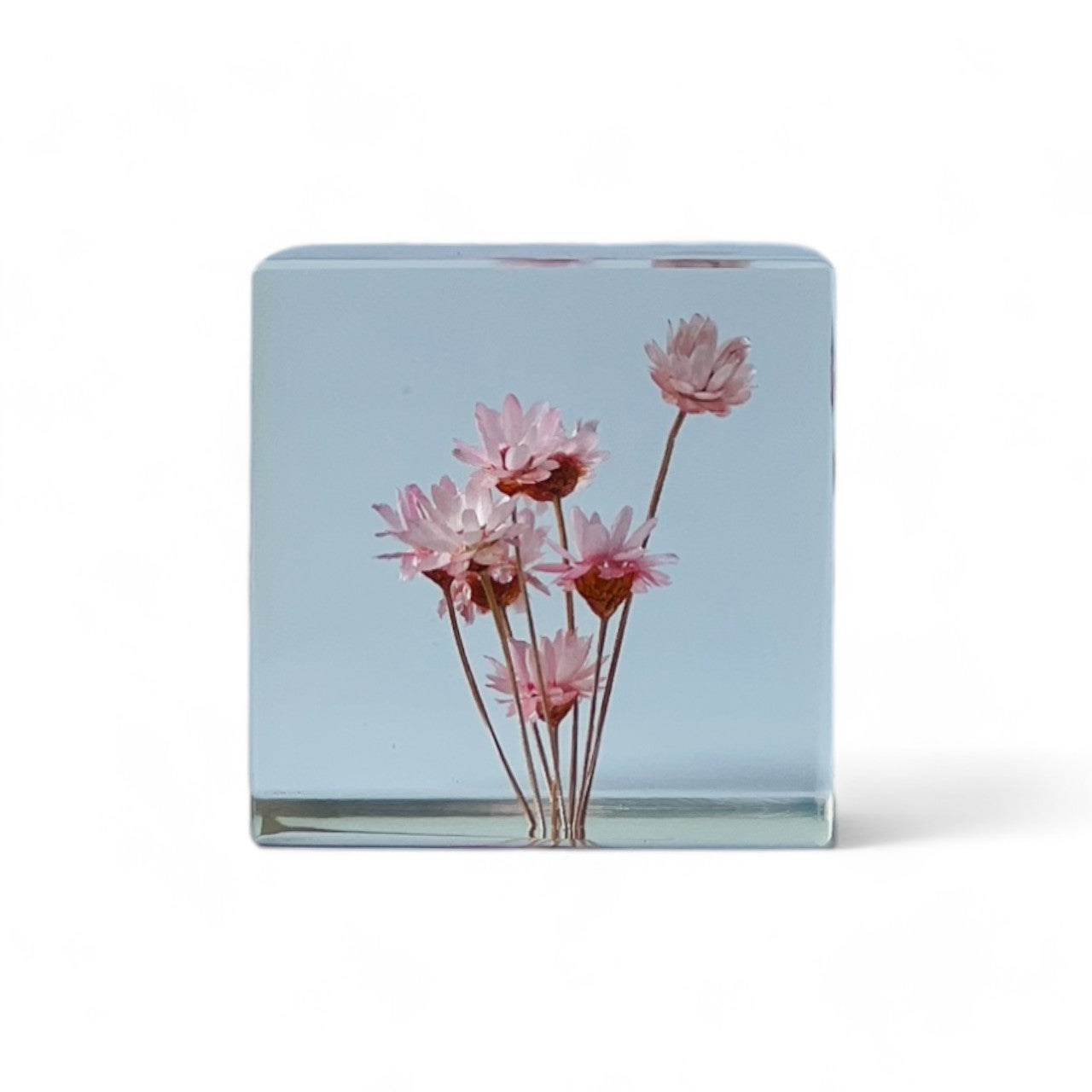 The Sola Cube features a preserved pink daisy encased in clear resin, capturing its vibrant hue and intricate details. A perfect eternity flower piece, ideal for adding natural elegance to any space or gifting on special occasions.