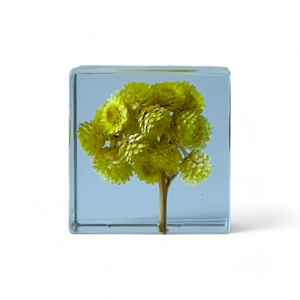 The Sola Cube features a preserved chrysanths flower encased in clear resin, highlighting the vibrant hues and intricate details from every angle. A perfect eternity flower gift for adding a natural, serene touch to any decor or as a thoughtful gesture for special occasions.