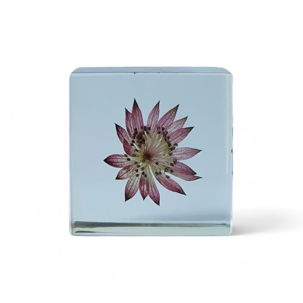 The Sola Cube features a preserved astrantia major flower encased in clear resin, offering a 360-degree view of its intricate beauty. This elegant eternity flower piece is perfect for adding a serene touch to any decor or as a thoughtful gift for special occasions.