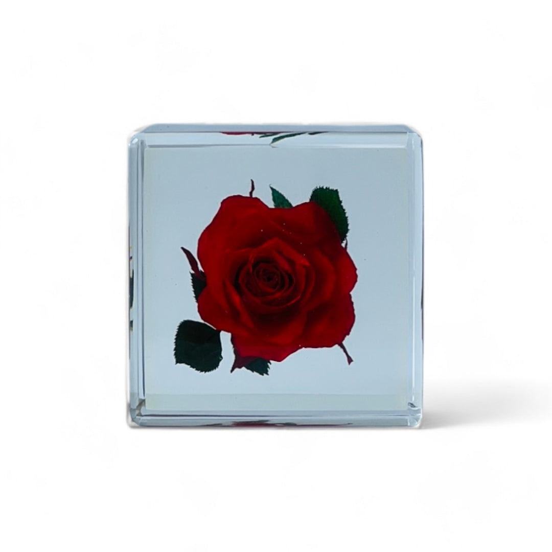 Solo Cube -  Rose