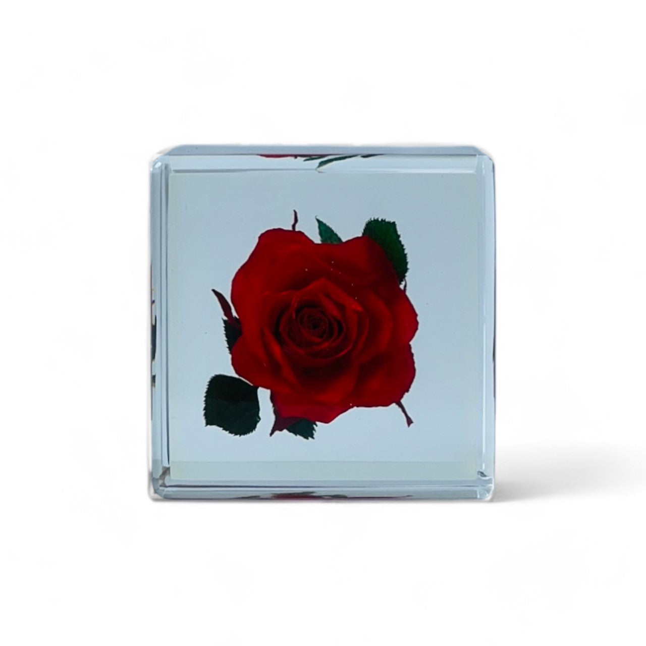 The Sola Cube features a preserved red rose encased in clear resin, showcasing the flower's vibrant hue and intricate details. This unique eternity rose piece is perfect for adding natural beauty to any decor or gifting on special occasions.