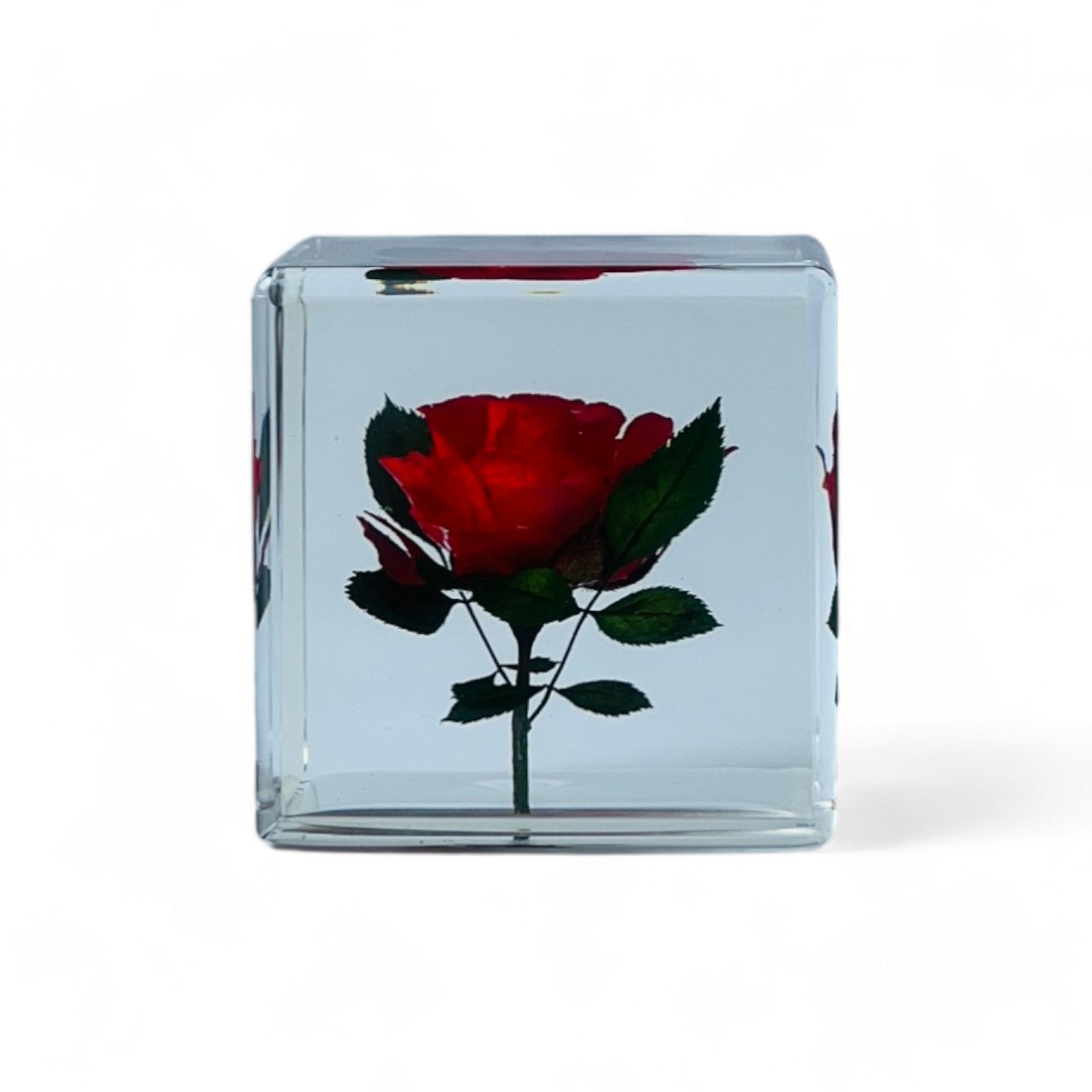 The Sola Cube features a preserved red rose encased in clear resin, showcasing the flower's vibrant hue and intricate details. This unique eternity rose piece is perfect for adding natural beauty to any decor or gifting on special occasions.